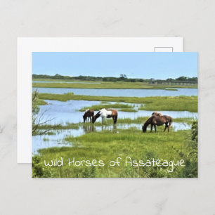 Wilde Pferde von Assateague Postkarte