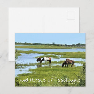 Wilde Pferde von Assateague Postkarte