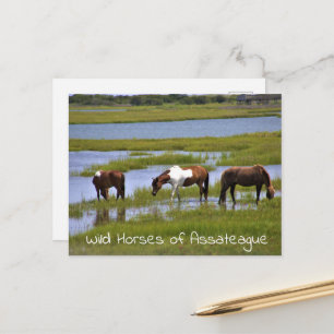 Wilde Pferde von Assateague Postkarte