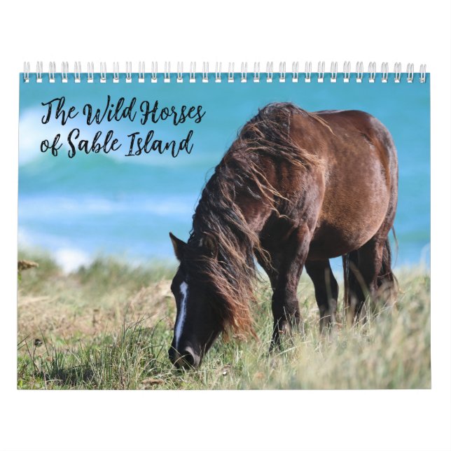 Wilde Pferde von Sable Island Kalender (Titelbild)