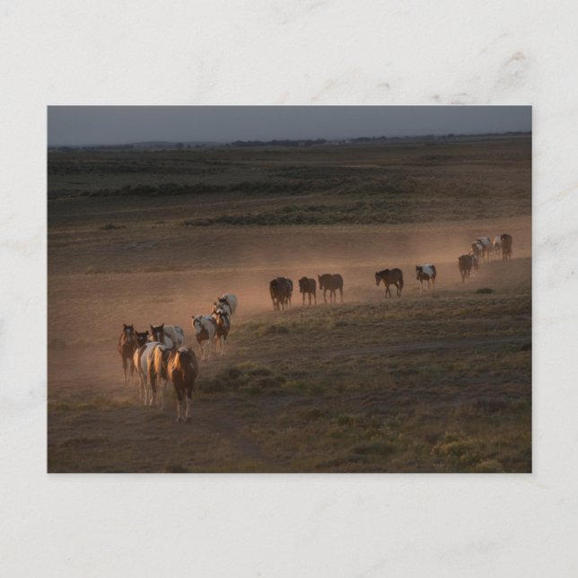 Wilde Pferde wandern in die Wüste Postkarte (Vorderseite)