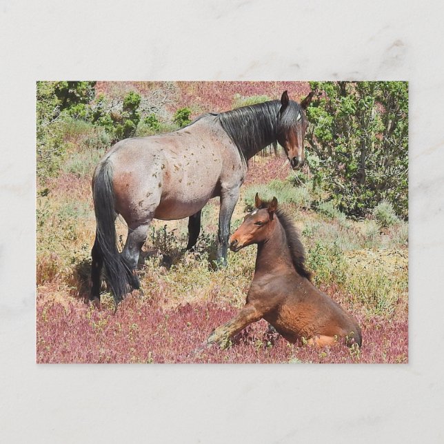 Wilde Pferde, Wildtiere, Postkarten (Vorderseite)