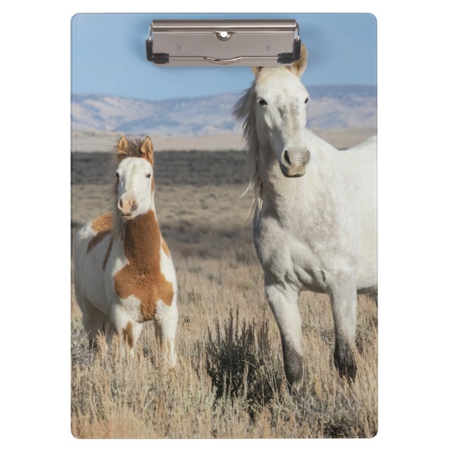 Wilde Pferde zu Hause im Sandwash Basin Klemmbrett (Vorderseite)