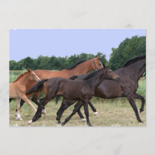 Wilde Pferdeeinladung Einladung