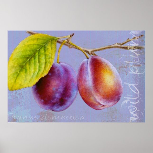 Wilde Pflaume - Prunus domestica - Plakatdruck Poster (Vorne)