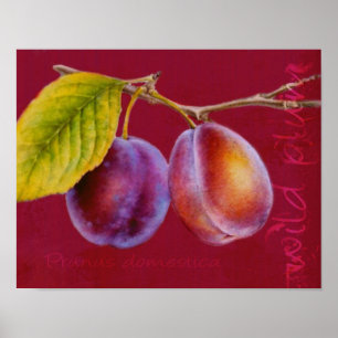 Wilde Pflaume - Prunus domestica Poster (reiches R