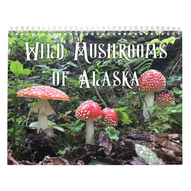 Wilde Pilze aus Alaska - Mittelkalender Kalender (Titelbild)