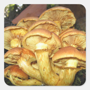 Wilde Pilze, Gymnopilus junonius - Aufkleber