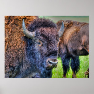 Wilde Plains Buffalo Poster