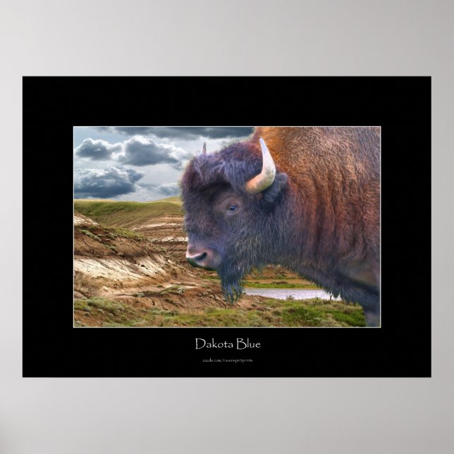Wilde Plains Buffalo Poster (Vorne)