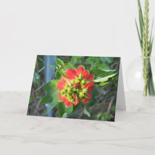Wilde Poinsettia auf einmaliger Karte