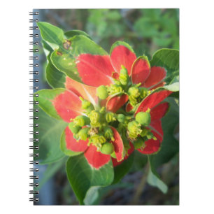 wilde Poinsettie Notizblock