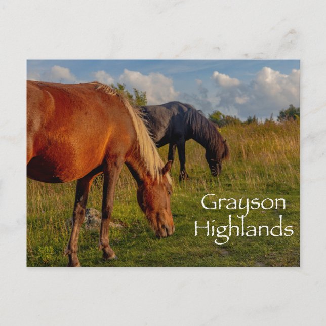 Wilde Ponies im Grayson Highlands Staat Park Postkarte (Vorderseite)