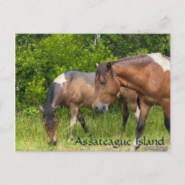 Wilde Ponys auf der Insel Assateauge Postkarte