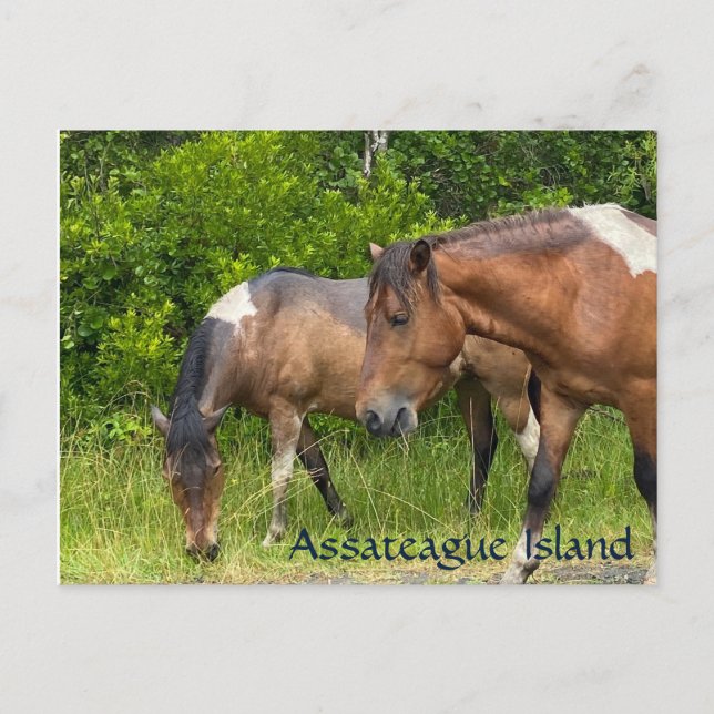 Wilde Ponys auf der Insel Assateauge Postkarte (Vorderseite)
