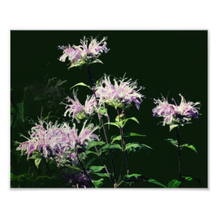 Wilde Purpur-Monarde-Blüten 8x10 Fotodruck