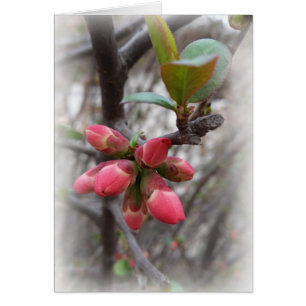 wilde Quitten blühen