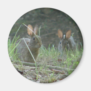 Wilde Rabbits Eastern Cottontail Pair Apparel Gesc Magnet