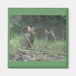 Wilde Rabbits Eastern Cottontail Pair Apparel Gesc Magnet