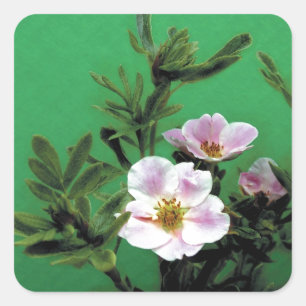 wilde rosa Rosenblüten in Grün, Elegant Quadratischer Aufkleber