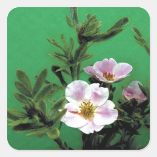 wilde rosa Rosenblüten in Grün, Elegant Quadratischer Aufkleber