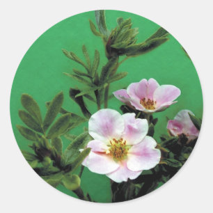 wilde rosa Rosenblüten in Grün, Elegant Runder Aufkleber