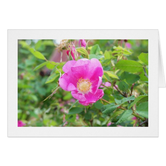 Wilde Rose (Vorderseite (Horizontal))