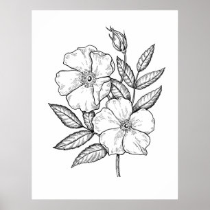 Wilde Rose Bloom Zeichnend Poster