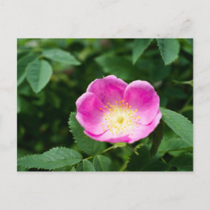 Wilde Rose Blume Postkarte