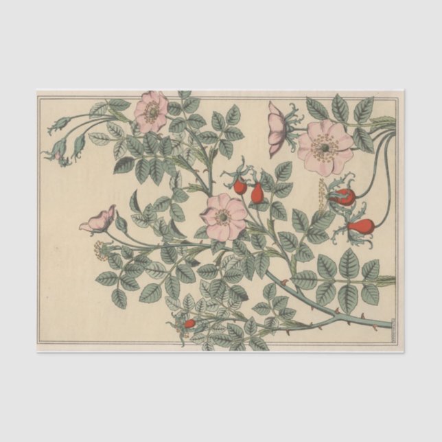Wilde Rose, Botany Serie von Eugene Grasset Seidenpapier (Vorderseite)