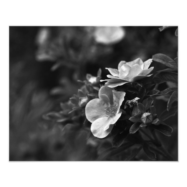 Wilde Rose - Foto für florale Kunst (Vorne)