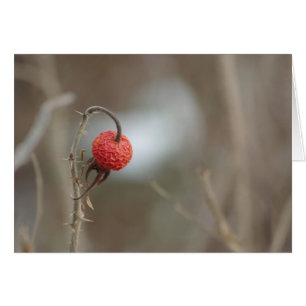 Wilde Rose Fruchtkarte