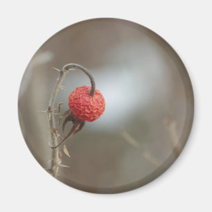 Wilde Rose Fruit Magnet