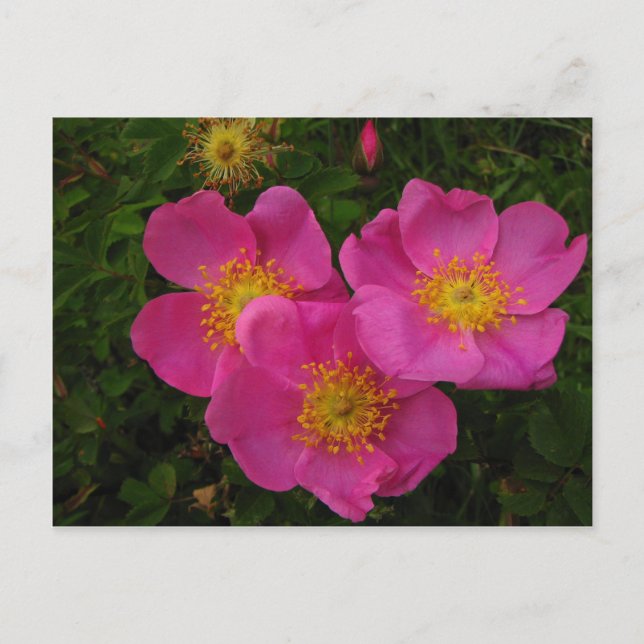 Wilde Rose Postkarte (Vorderseite)