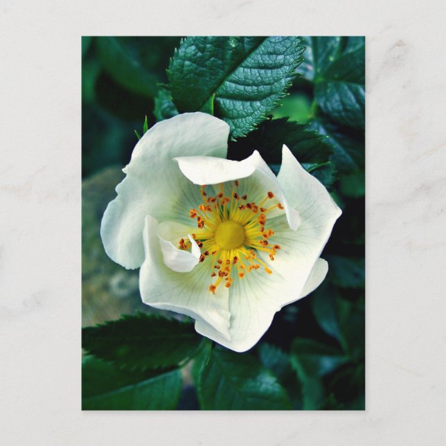 Wilde Rose Postkarte (Vorderseite)