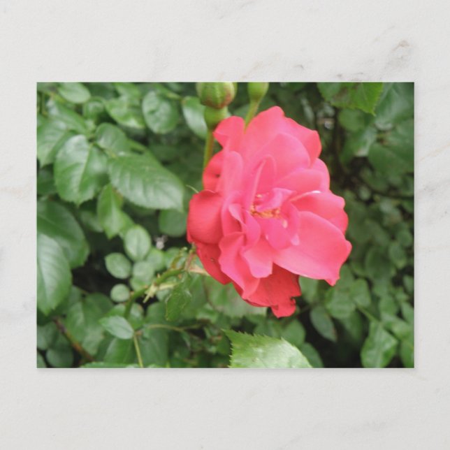 Wilde Rose Postkarte (Vorderseite)