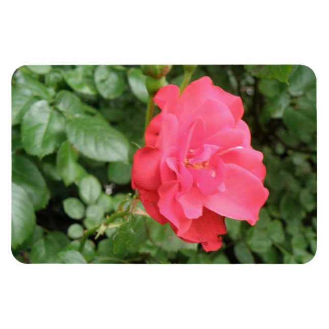 Wilde Rose Premium Magnet (Horizontal)
