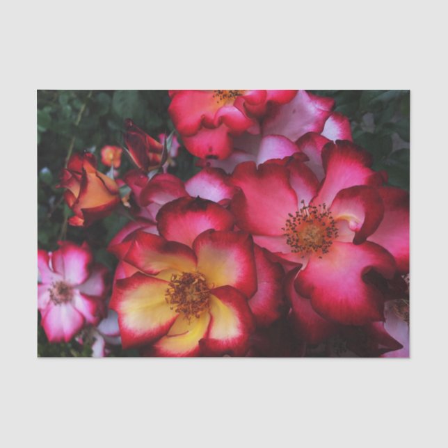 Wilde Rose Seidenpapier (Vorderseite)
