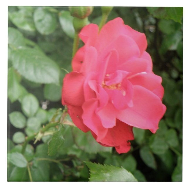 Wilde Rose Tile Fliese (Vorderseite)