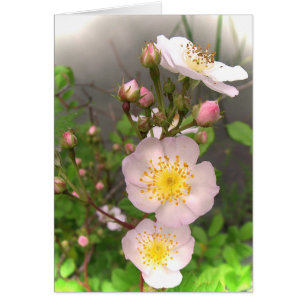 Wilde Rosen