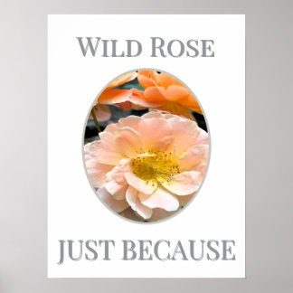 Wilde Rosenblüte Poster