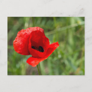 Wilde rote Mohnblume Postkarte