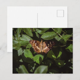 Wilde Schmetterlinge in grünem Laub Postkarte