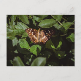 Wilde Schmetterlinge in grünem Laub Postkarte