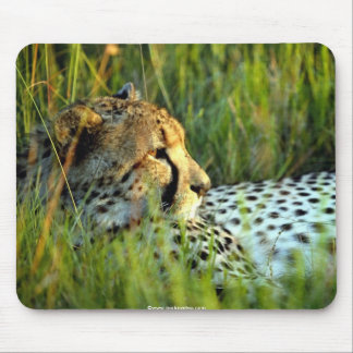 Wilde schöne Tiere 112 Mousepad
