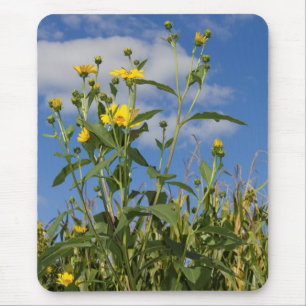 Wilde Sonnenblumen Blumenblumen Blume Natur Fotogr Mousepad