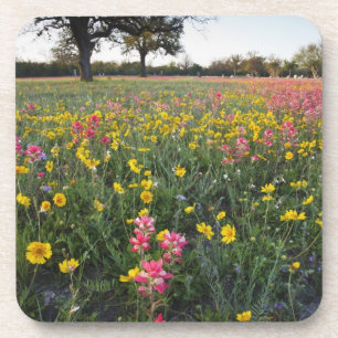 Wilde Straßenblumen in Texas, Frühling Getränkeuntersetzer