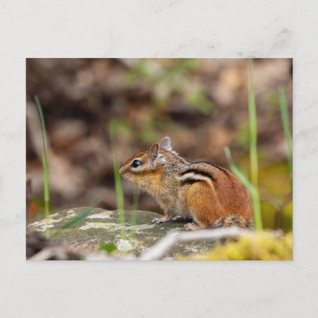 Wilde Streifenhörnchen im Wald Postkarte (Vorderseite)