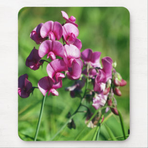Wilde Süß-Erbse Blume Mousepad