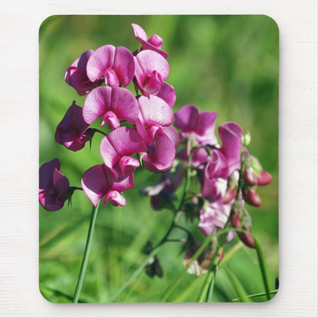Wilde Süß-Erbse Blume Mousepad (Vorne)